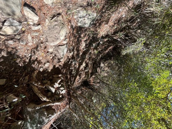 谷關七雄-東卯山2681755