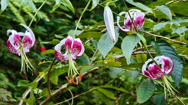 #二格山 #霞光 #日出 #艷紅鹿子百合 #大鳳蝶雄蝶 #紅花石蒜 #彼岸花 8/232867766