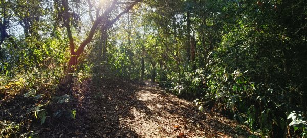 2026/01/10_銅鏡山林步道2980591