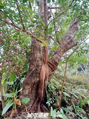 【南投國姓】九份二山x九份二山國家地震紀念地x九號梅莊2981712