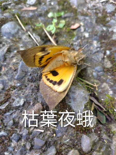 石盤坑 墘溪 橫屏山西峰 橫屏山2890688