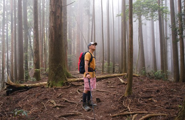 【高島縱走】走進六星級柳杉森林，一日高台山與島田三山3112902