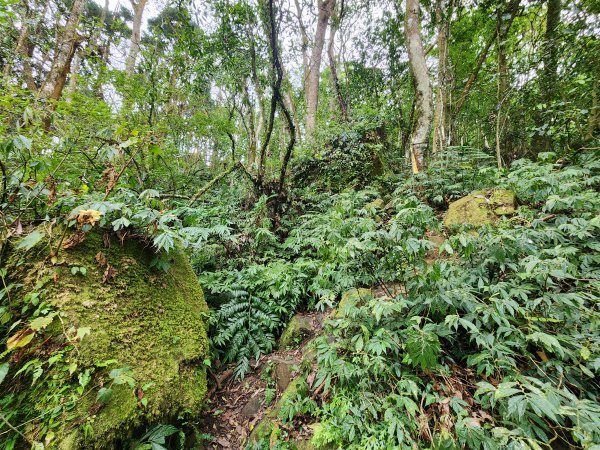 20251228溪頭山龍鳳山嶺頭山O型2992383