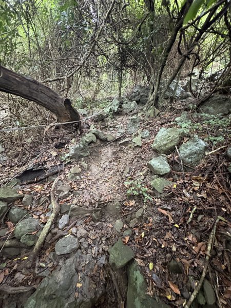 20251129大山母山步道2951887