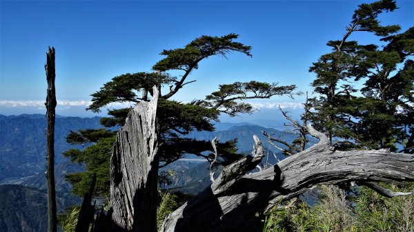 屁股會飛天搖搖的郡大西巒行1034840