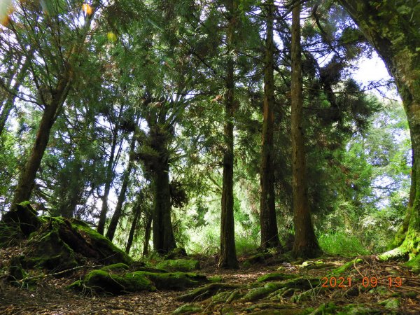 南投 竹山 鹿屈山前鋒、鹿屈山1462694