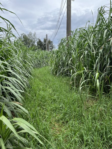 2025/7/26鐵砧山2845962