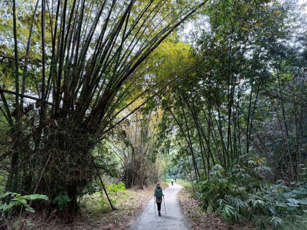 龍過脈森林步道2960928