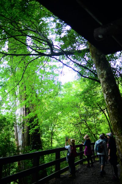 蔥鬱的巨木山林~~享受芬多精1093916