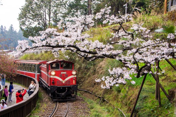 2026-03-28 阿里山3027234