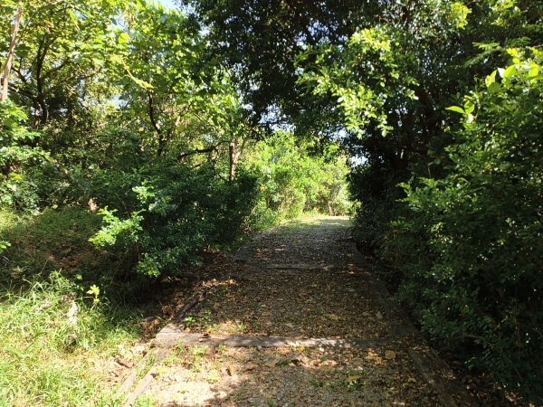 [漫遊縱谷 愛在花東-01/10] 2025_1011 大武觀海步道2912919