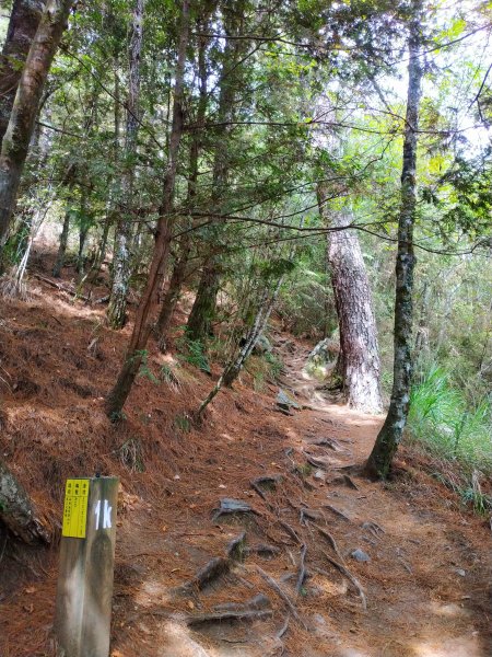 武陵四秀成兩袖(一秀加一宿)1142477