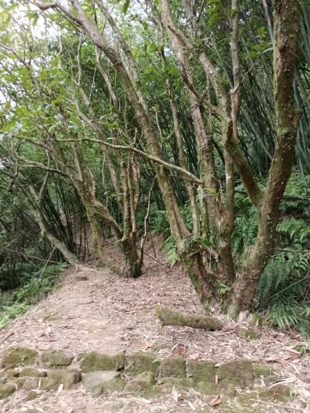平溪區淡蘭山徑-平湖西步道+內平林山+東步道O型2769912