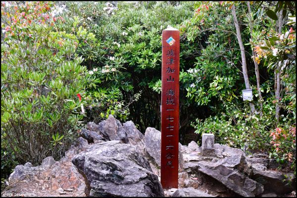 波津加山頂的玉山杜鵑開花了！315797