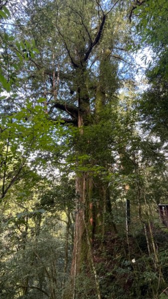 搭公車來去拉拉山神木群享受森林浴一日遊2333680