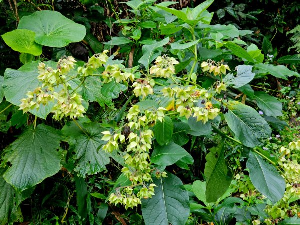 西阿里關山-小百岳#66-高雄市甲仙區2749989