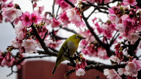 樂活公園櫻花2016484