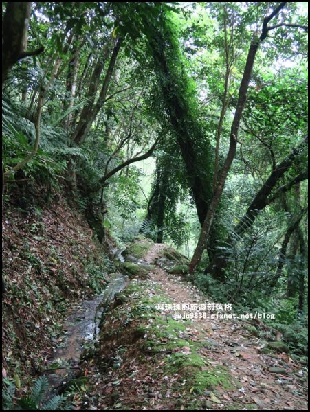    十一指古道包場賞桐花573612