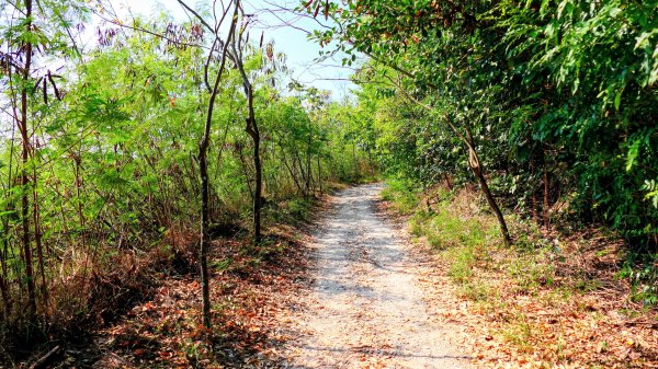 左營半屏山2954318