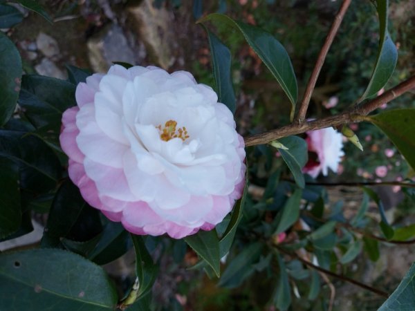 2023／2／18楓樹湖古道  巨石公園木蘭花  2／27楓樹湖古道  楓樹湖桃花源櫻花2051134