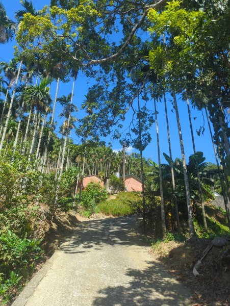 2025.10.18－微笑山線：【天上山系】望月亭桐花段2919553