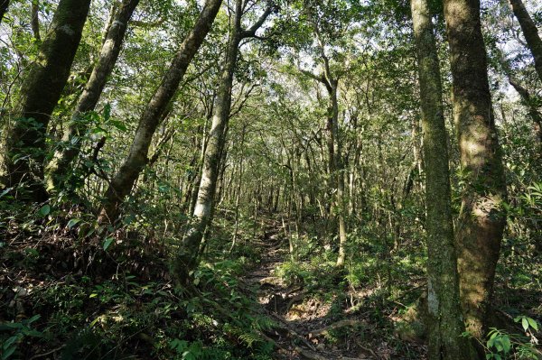新北 烏來 美鹿山、高腰山、拔刀爾山、小巫山2703497