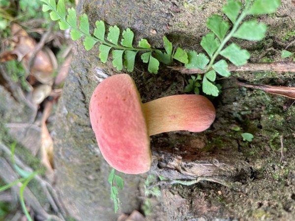 微笑山⛰️線-大棟-二格山-五分山-天上山-鳶山💎12條步道完成💙2841437