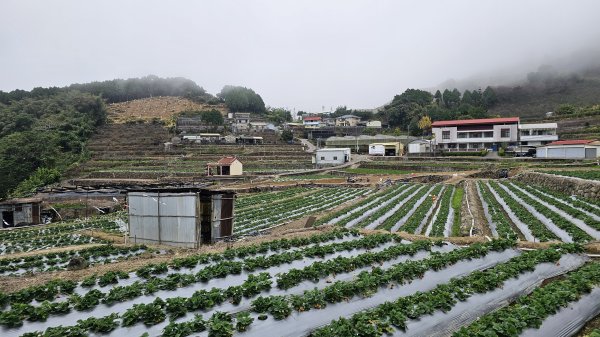 【馬年走馬山，馬到就成功！】🐴馬年馬路要走，馬那邦🏔️也要登！O繞11K，爬升900M，🥾腿在2977162