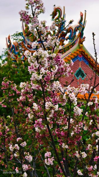 #綠繡眼 訪花 #吉野櫻 #天元宮 #楓樹湖 03162750795