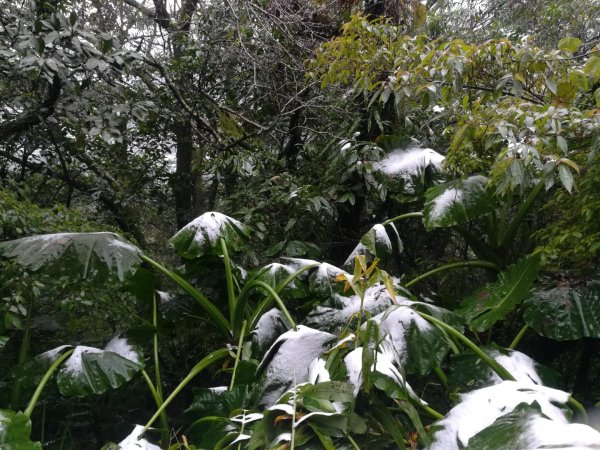 20210108冰封大屯山1232007