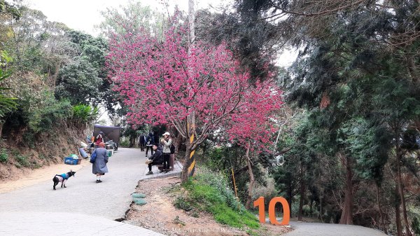 《台中》樹中有樹｜大坑步道6上7下O繞202502082708624