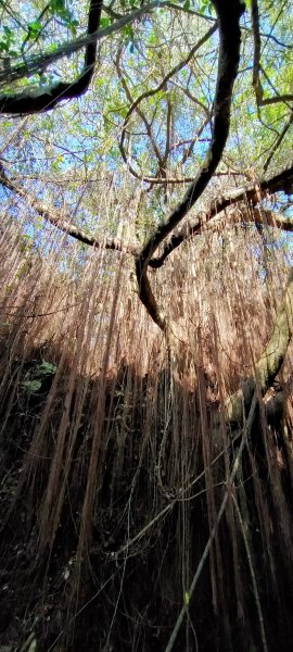 北柴山ˋ泰國谷ˋ一簾幽夢ˋ雅座 環狀1269207