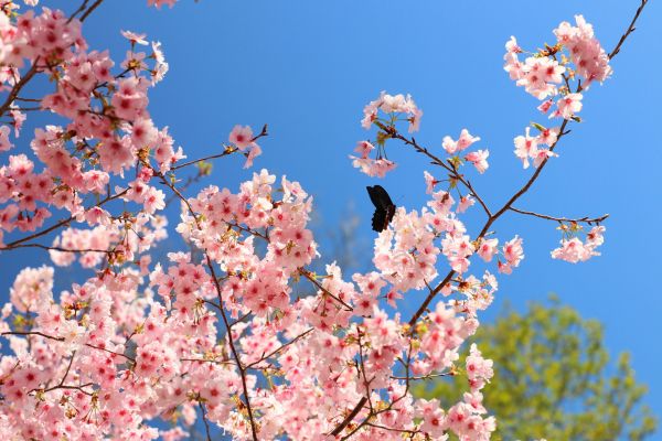 拉拉山的櫻花286519
