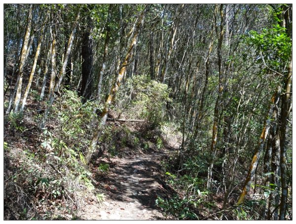 東卯山、東卯山西峰、東卯山西南峰 連走2932803