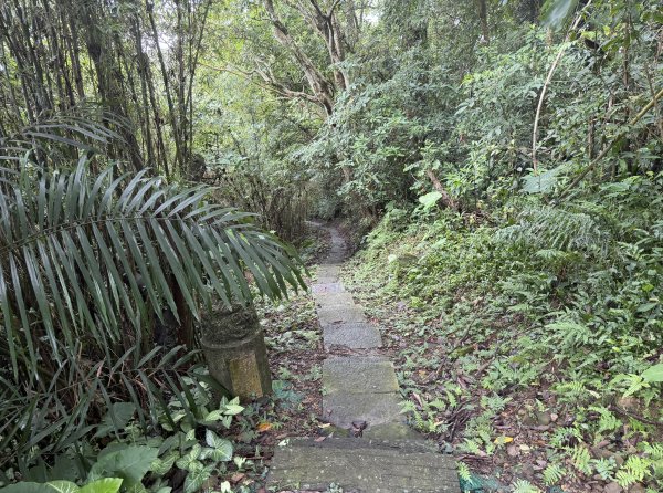 [樟之細路_第二大段RSA23] 2026_0823 茶亭古道3121950