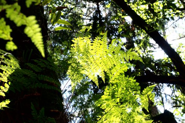 桃山獨走初秋175109