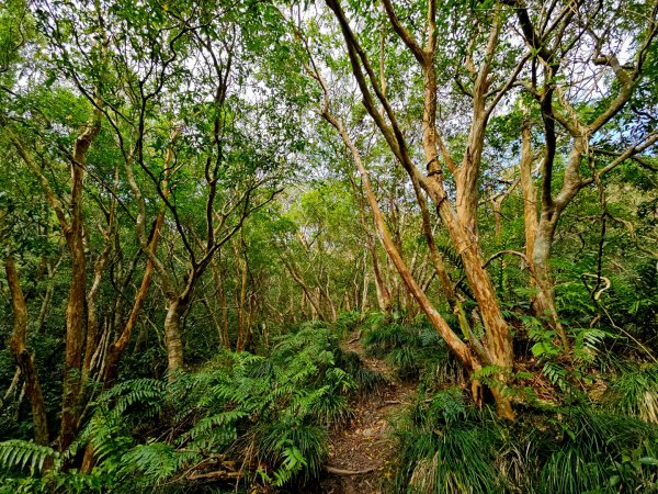 女仍山-小百岳#79-屏東縣獅子鄉2732106