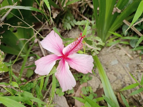 2022.9.21南勢角山健行2746044