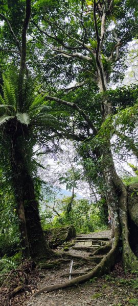 花蓮瑞穗．富源國家森林遊樂區景觀步道202602203013170