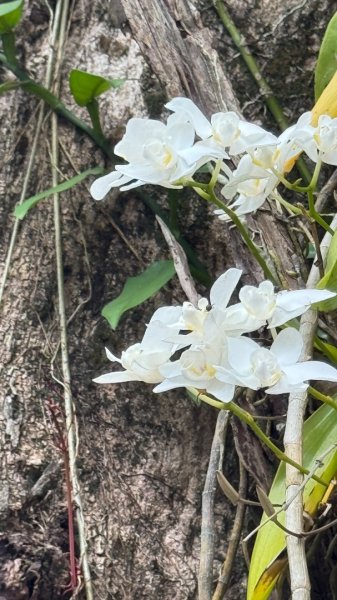 嘉義-圳北古道2763686