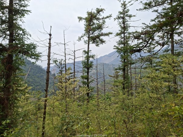 《南投》松濤徐徐｜惠蓀林場關刀山林道上巨松台環山嵐小徑202603213021365