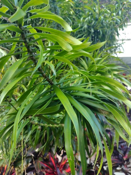 多納六秀 京大山2957519