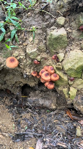 微笑山線_樹鶯縱走2852885