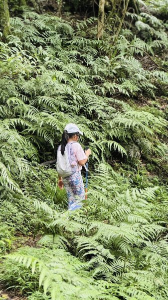 20250803枋山坑古道2850503