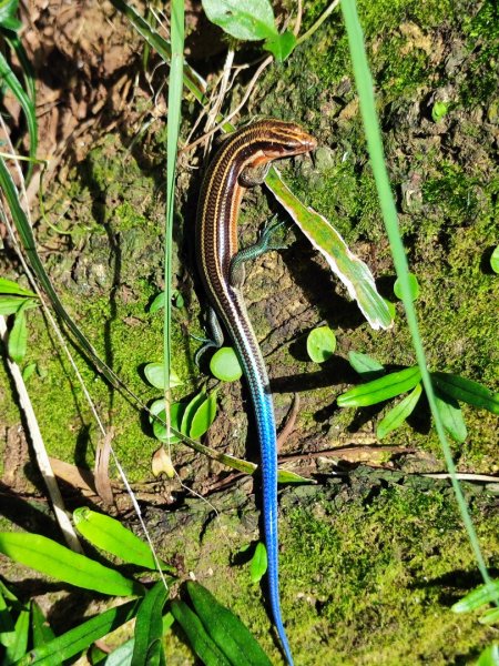 微笑山線之烘爐地土地公段2849189