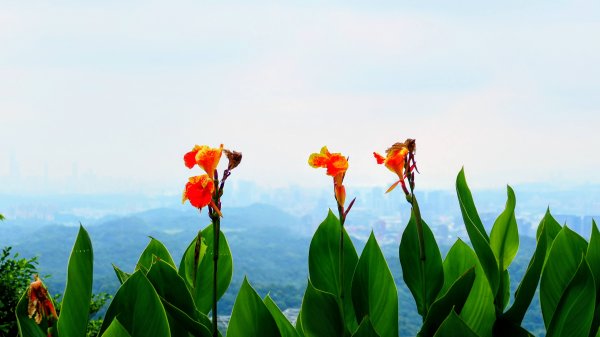 翼豆（楊桃豆）3067609