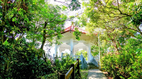 《蝶戀花。酸藤一生》2723359