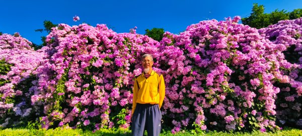 #蒜香藤 #泰山楓樹河濱公園 11/242943663