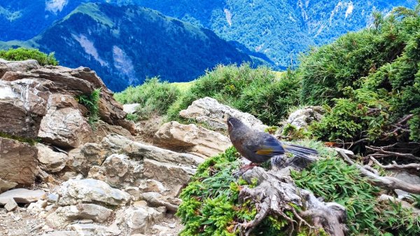 合歡山群峰（南峰、石門山、尖山、東峰）2626839