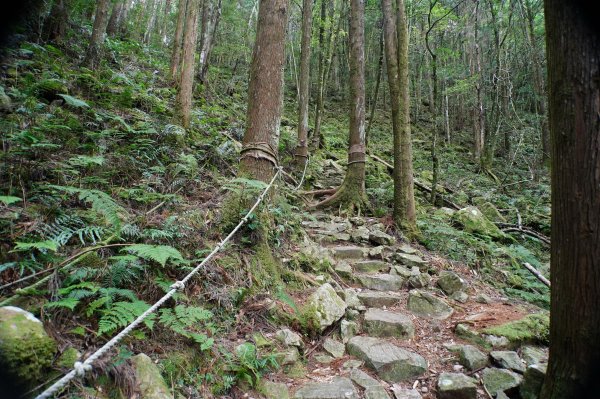 臺中 和平 橫嶺山、沙蓮山、笛吹山2974923